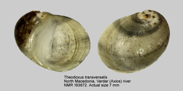 Theodoxus transversalis.jpg - Theodoxus transversalis (C.Pfeiffer,1828)